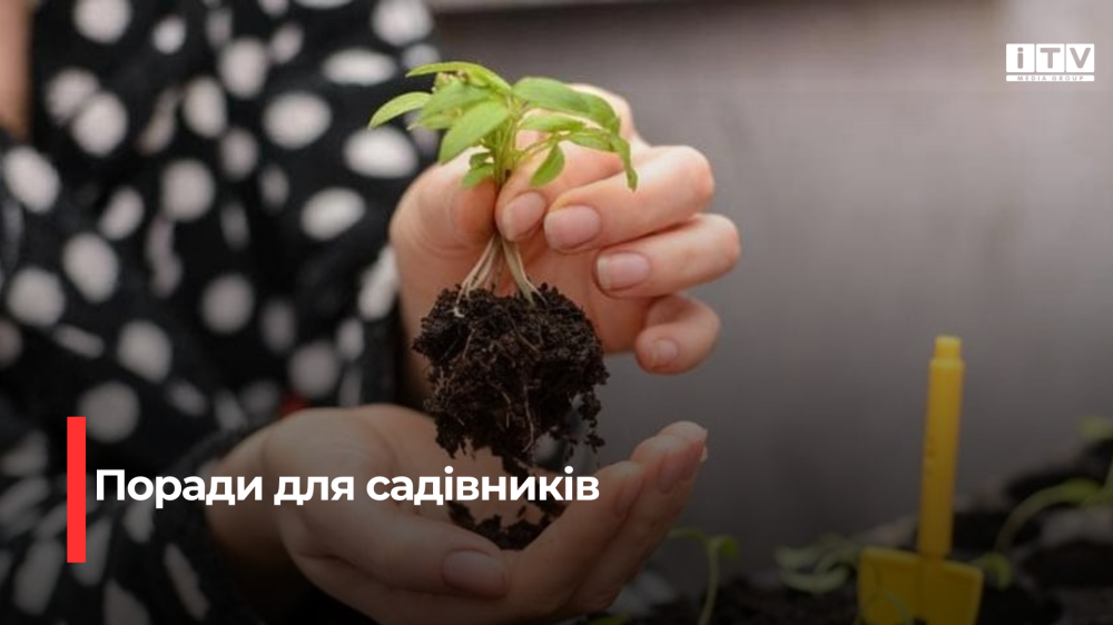 Нероздратоване насіння: розв'язуємо проблеми пророщування - поради для здорових сходів
