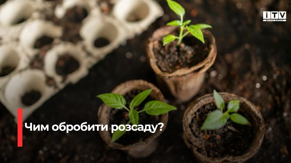 Оздоровлювач для розсадних культур: комплексна формула проти хвороб і шкідників