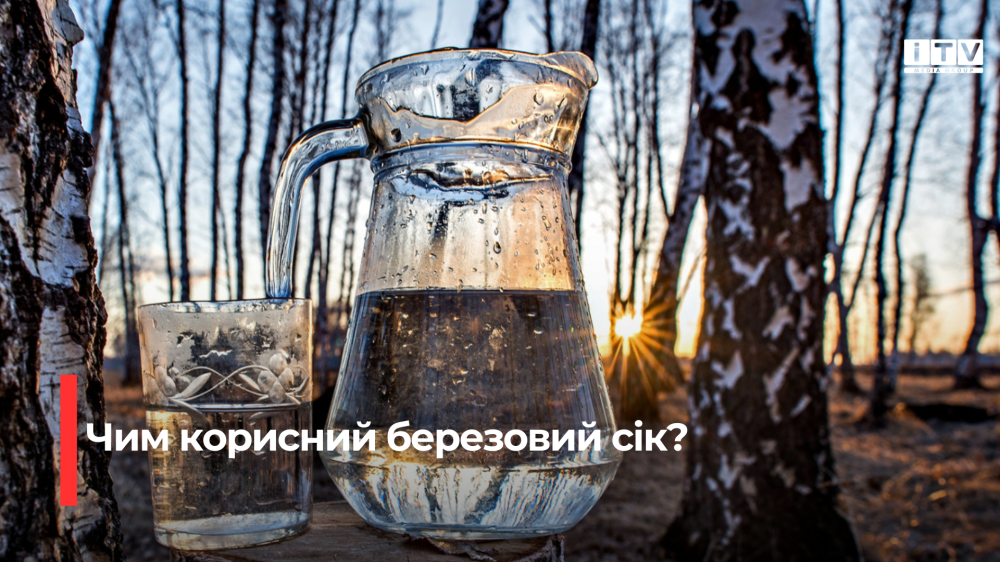 Березовий сік: коли збирати та кому його не варто вживати