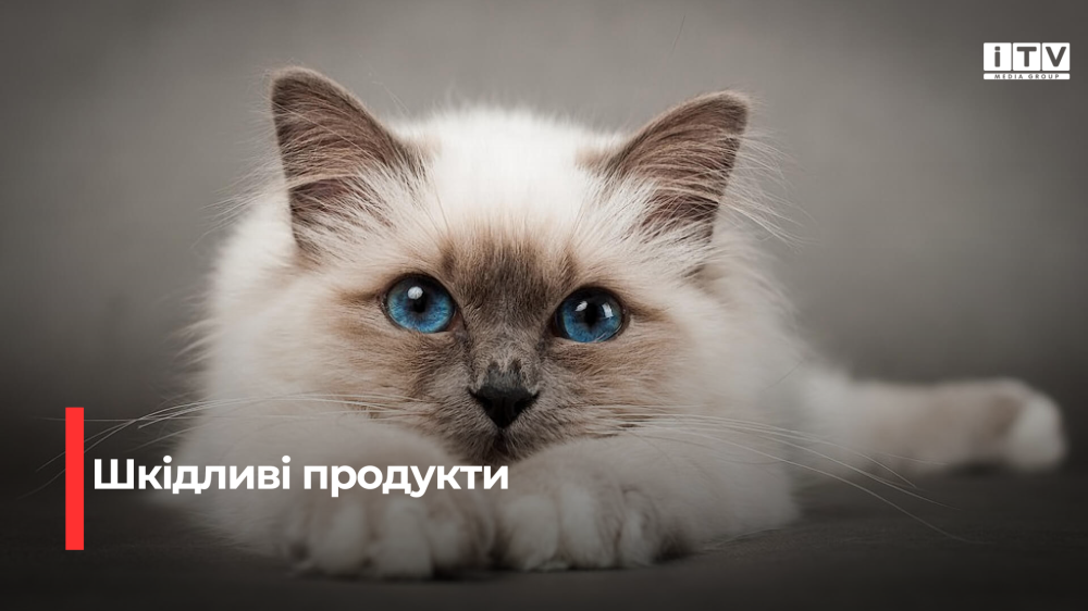 Їжа, що коту не товариш: небезпечні харчі, що загрожують здоров'ю