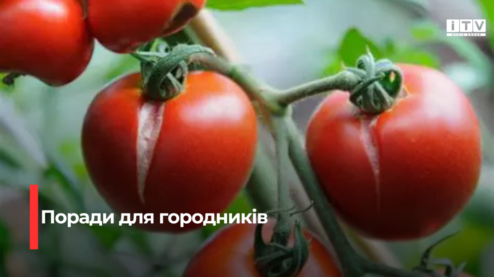Чому тріскаються помідори: головна причина в неправильному поливі