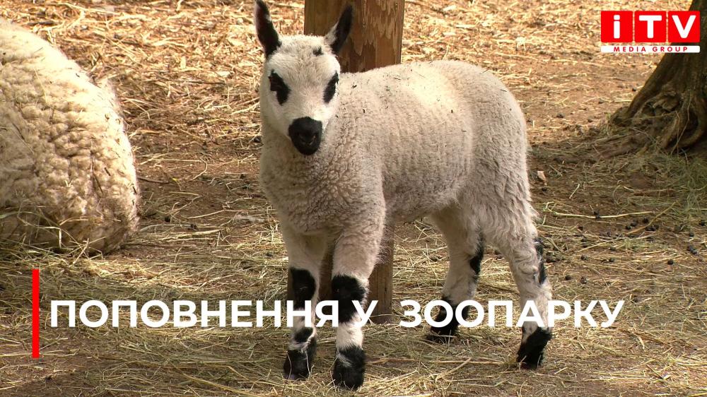 Рідкісне поповнення в Рівненському зоопарку: на світ з'явилися дві унікальні овечки