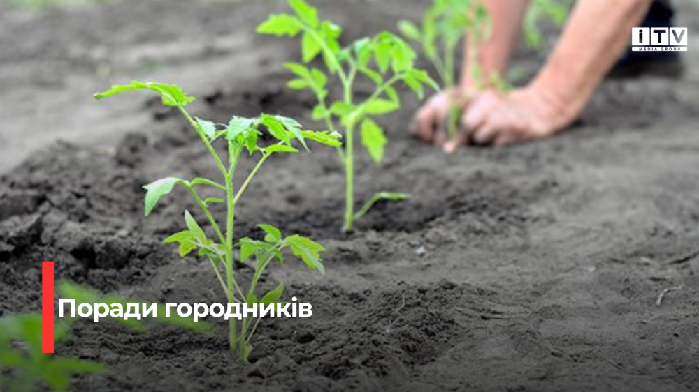 Секрети ефективного підживлення: Як забезпечити томатам ідеальний старт для рекордного врожаю
