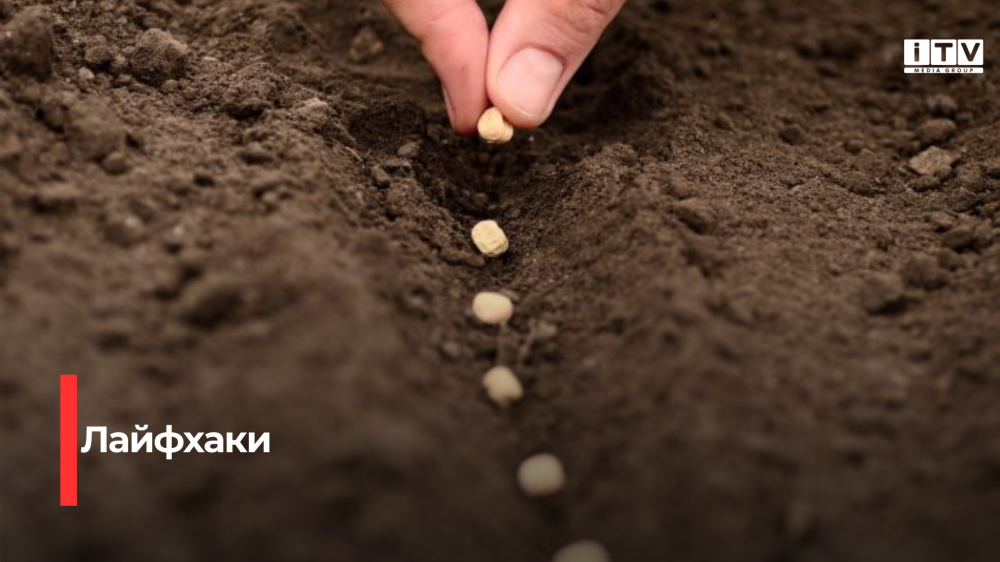 Відкривайте насіння до торжества: перевірені методи визначення якості насіння в домашніх умовах
