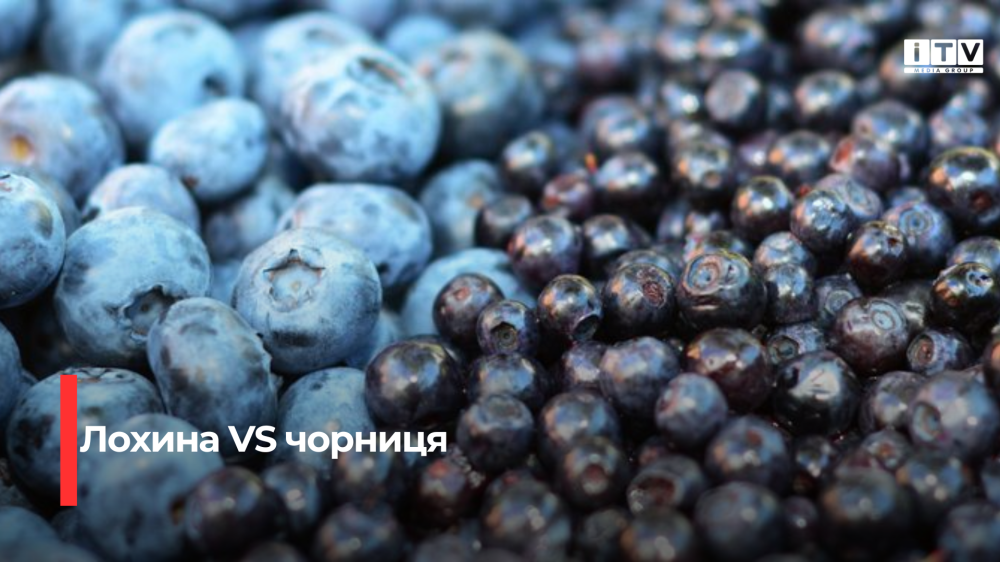 Чорниця та лохина: харчові скарби для здоров'я, що виходять за межі зору
