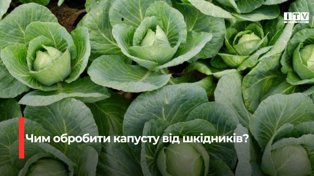 Природний захист для вашої капусти: Попелиця та гусінь обходять її стороною завдяки ефективному натуральному засобу