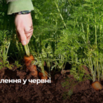 Живильний коктейль для молодих овочів: натуральні добрива для буряка та моркви після появи сходів