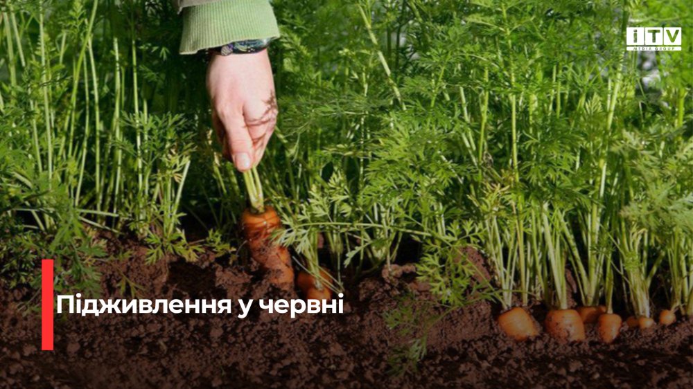 Живильний коктейль для молодих овочів: натуральні добрива для буряка та моркви після появи сходів