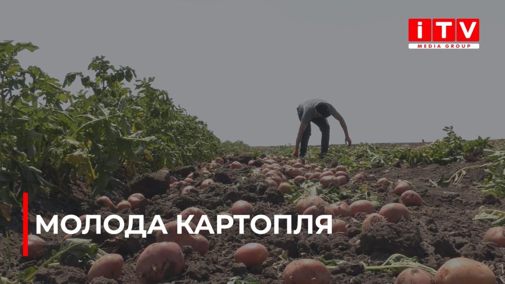 Картопляний рай: свіжий врожай та ціни на Рівненщині (ВІДЕО)