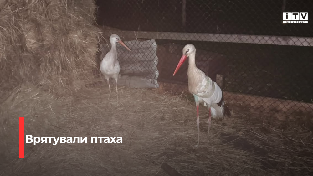 Крила відродження: на Рівненщині волонтери повернули життя пораненому птахові