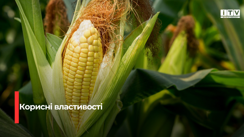 Кукурудзяна мозаїка: від серця до зору – всебічна користь улюбленої крупи