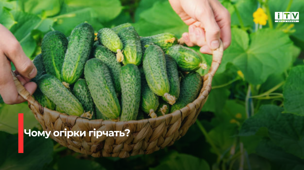 Розгадка гіркоти: поради з подолання гіркого смаку огірків для смачних та соковитих заготовок