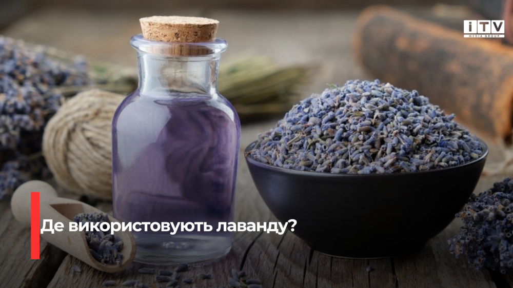 Секрети ароматного сезону: оптимальний час для збирання лаванди та ефективне висушування