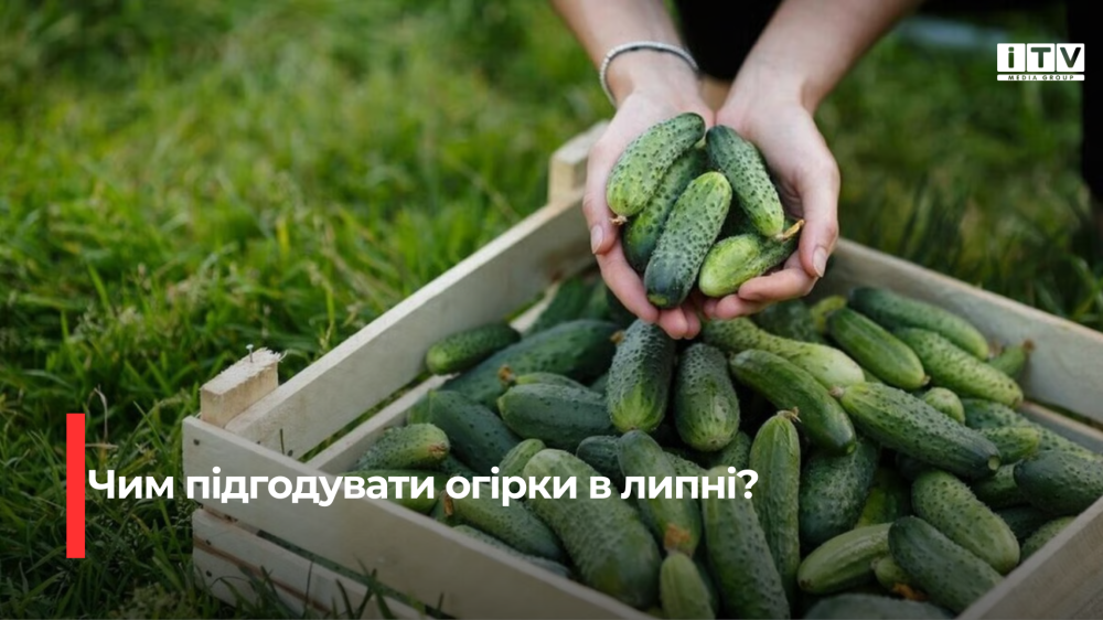 Секрети сезонної родючості: підживлення огірків у липні для пишного врожаю