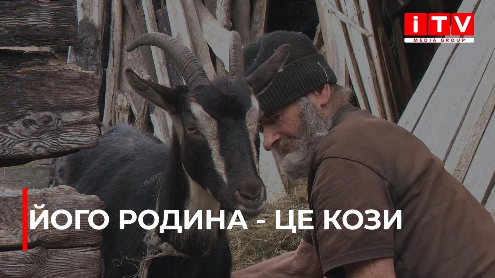 Козиний притулок: одинокий пенсіонер на Дубровиччині доглядає за 18 козами