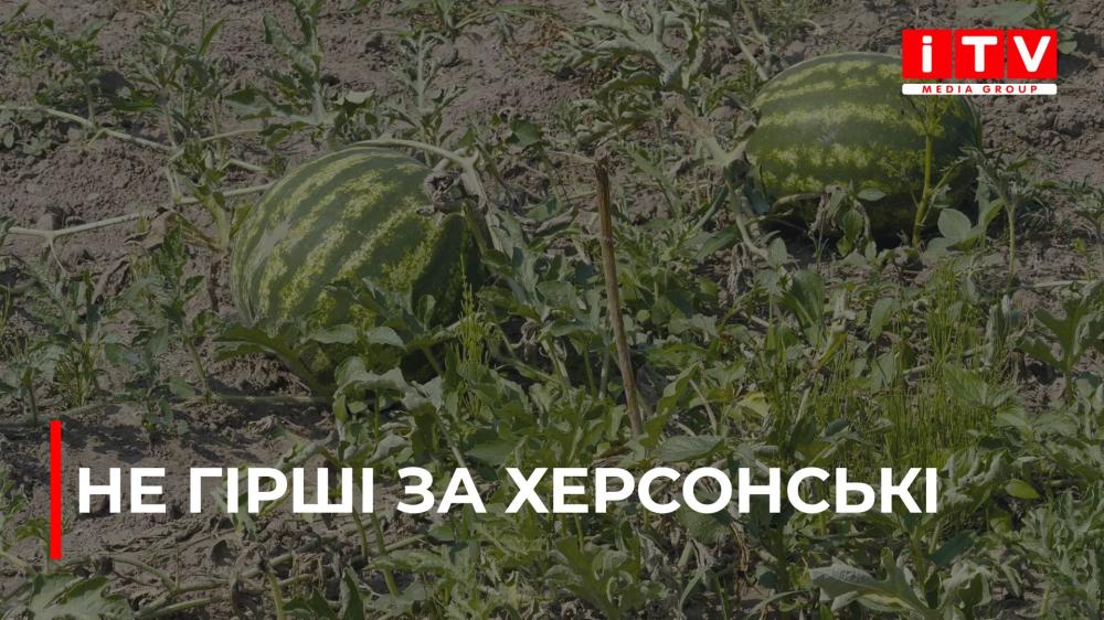Плодюча Мрія: Рівненщина, де чоловік збирає врожай кавунів і динь на своєму городі (ВІДЕО)