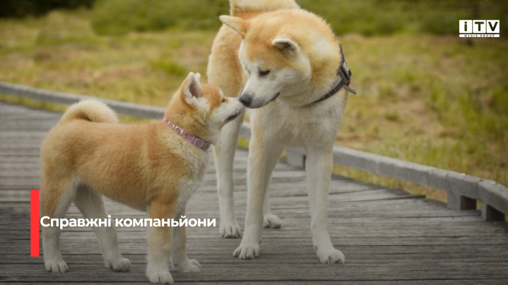 Вірні супутники: 7 найпривабливіших для господарів порід собак за версією ветеринарів