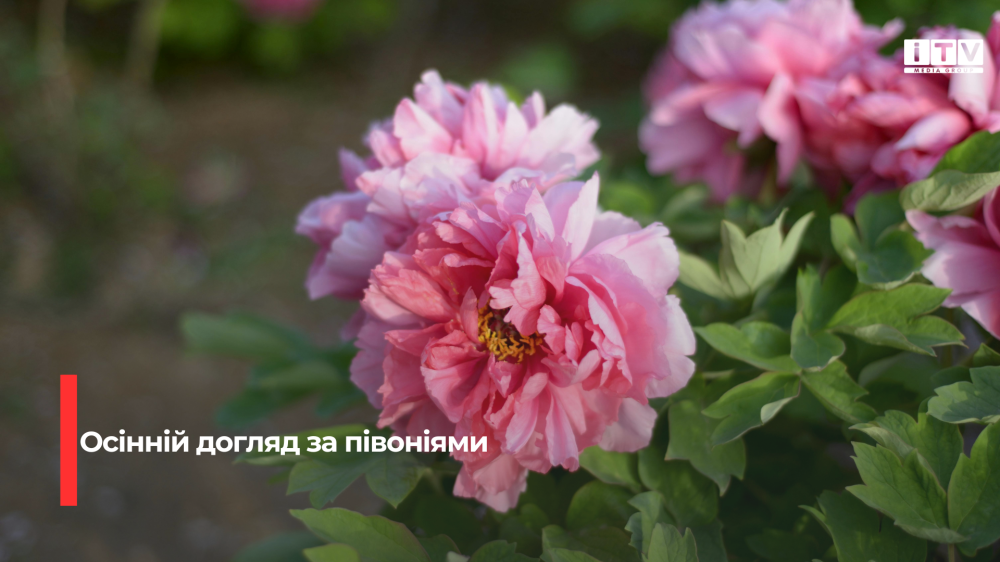 Секрет пишного цвітіння півоній: правильне підживлення в вересні
