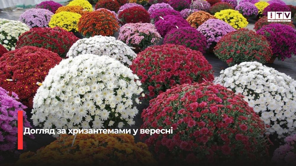 Вересневі чари: секрети пишного цвітіння хризантем
