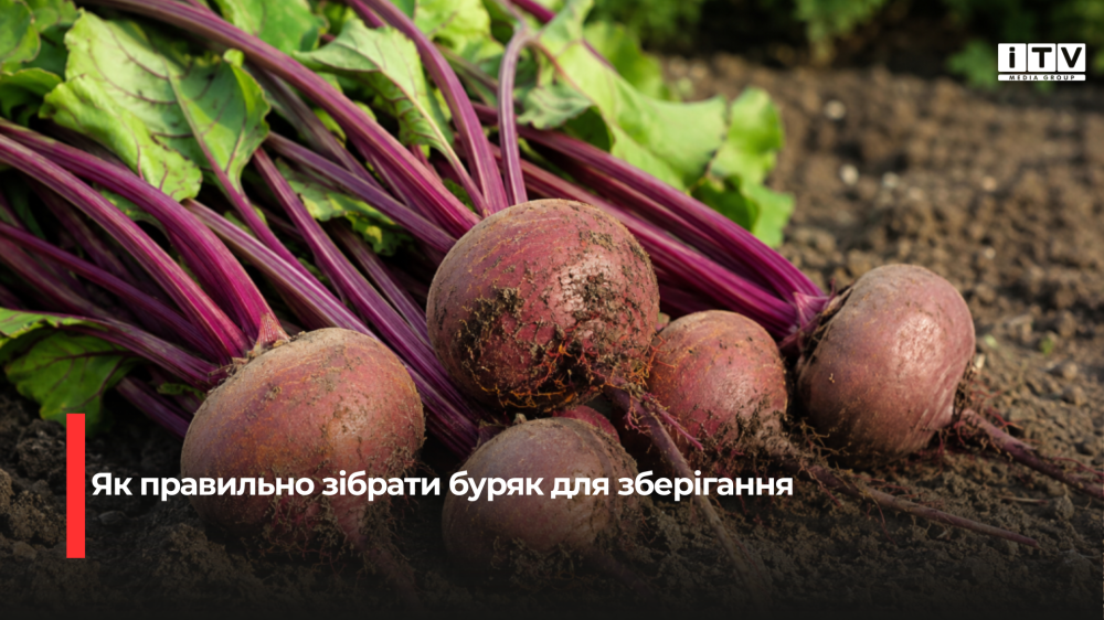 Визначаємо ідеальний час для збору буряка: поради щодо найкращого моменту для осінньої заготівлі